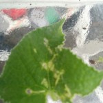 wpid-img_2014090731327.jpg