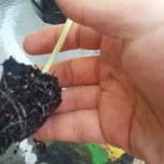 wpid-wp-1409569591336.jpeg