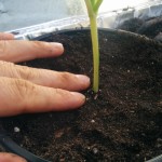 wpid-wp-1409569625978.jpeg