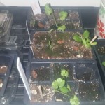 wpid-wp-1410839135854.jpeg