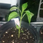 wpid-wp-1410839136091.jpeg