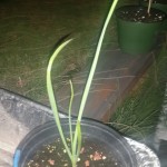 wpid-wp-1410839136097.jpeg