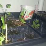 wpid-wp-1410912283330.jpeg