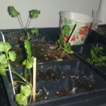 wpid-wp-1410912283335.jpeg