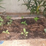 wpid-wp-1410912283359.jpeg