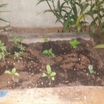 wpid-wp-1410912283361.jpeg