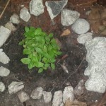 wpid-wp-1410912283387.jpeg