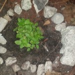 wpid-wp-1410912283392.jpeg